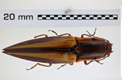 Foto (Dorsalansicht) von Semiotus intermedius (Herbst, 1806) (NHMW-ZOO-COL-0008238)